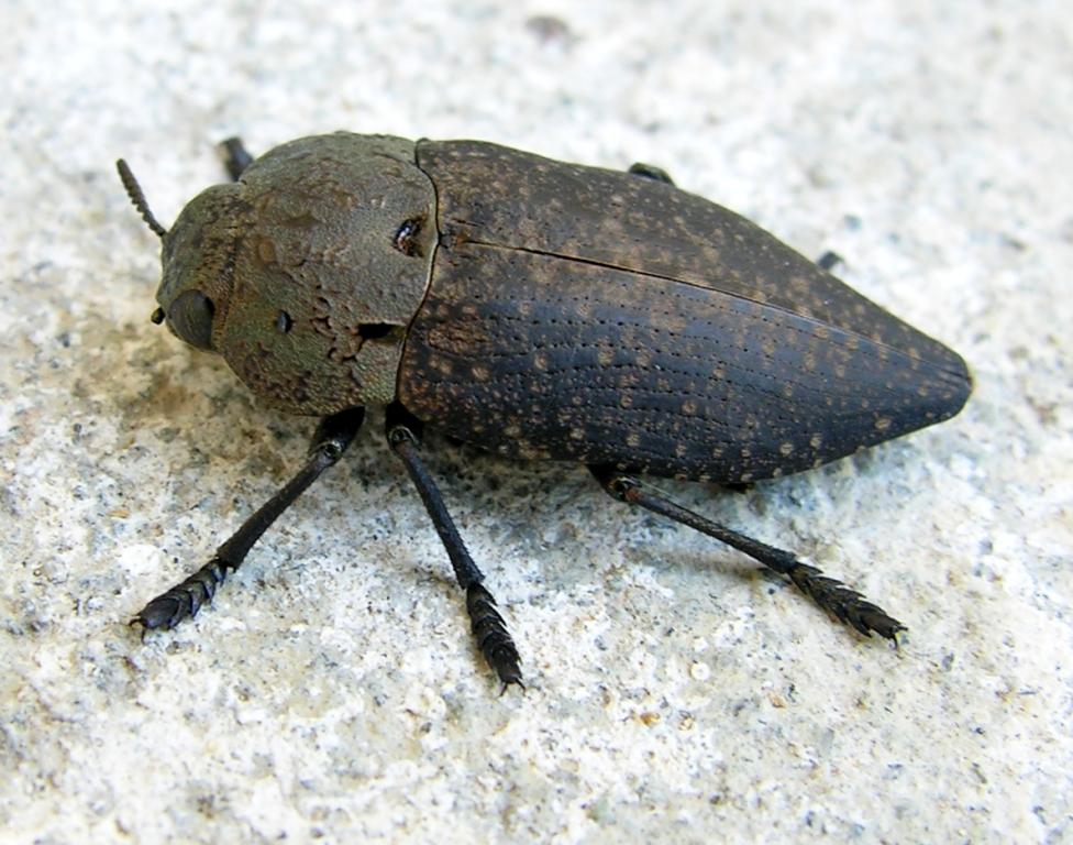 Capnodis tenebricosa (Coleoptera, Buprestidae)
